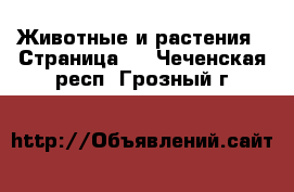  Животные и растения - Страница 5 . Чеченская респ.,Грозный г.